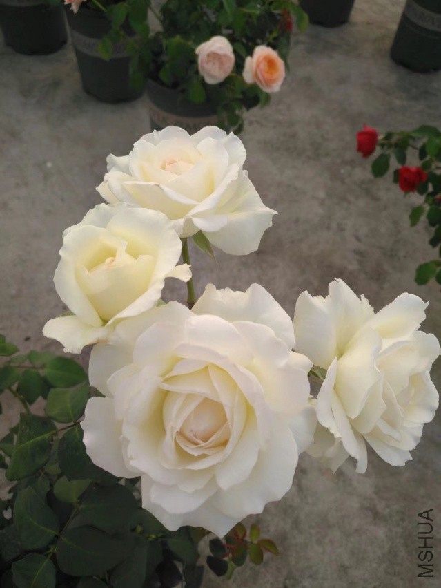 psb (23).jpg