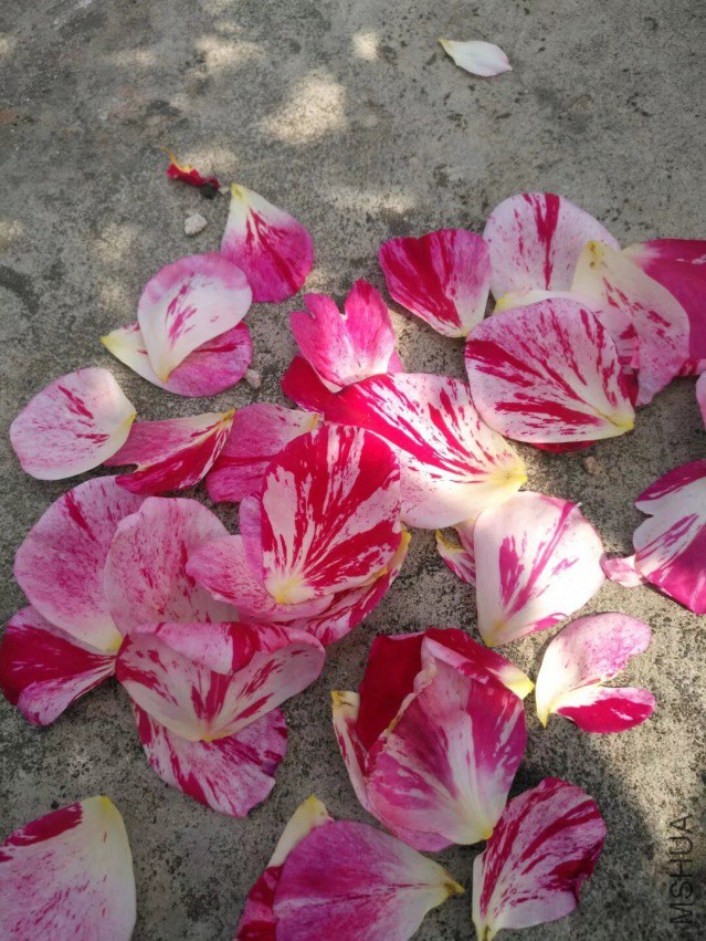 ˵��