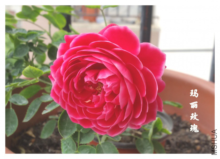 20180411_094417.jpg