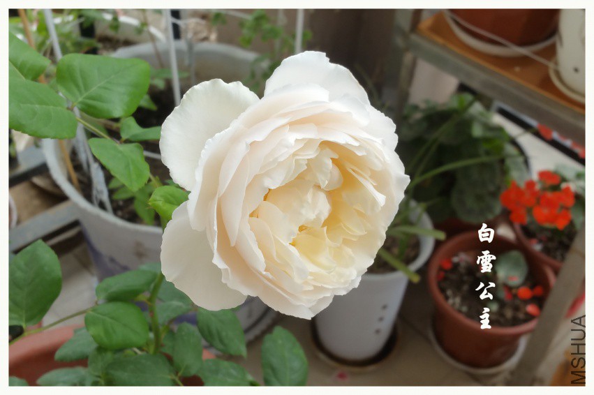 20180411_094553.jpg