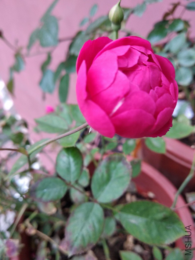 IMG_20180411_065136.jpg