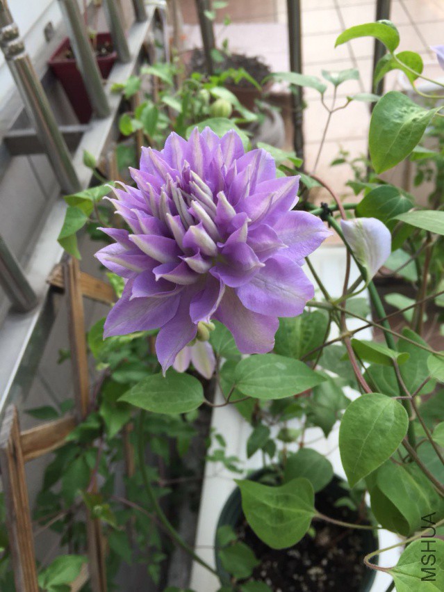 ���ɵ��ذ굤��~