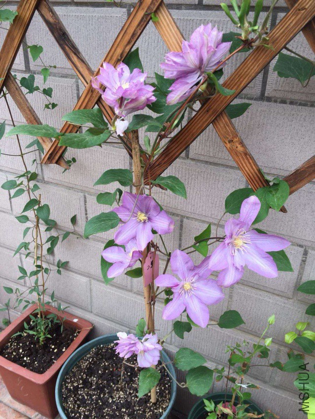 ������֦�ذ�Ʒ�֣��ڶ��꿪�껨�Ϳ�����~