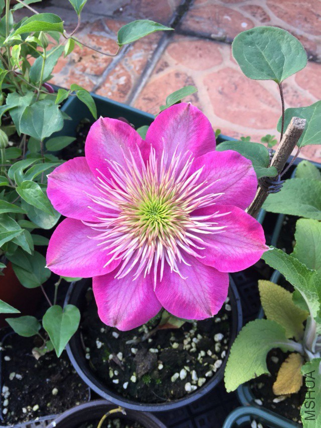 ��ʣ�С�翪����������ͦ��׼~