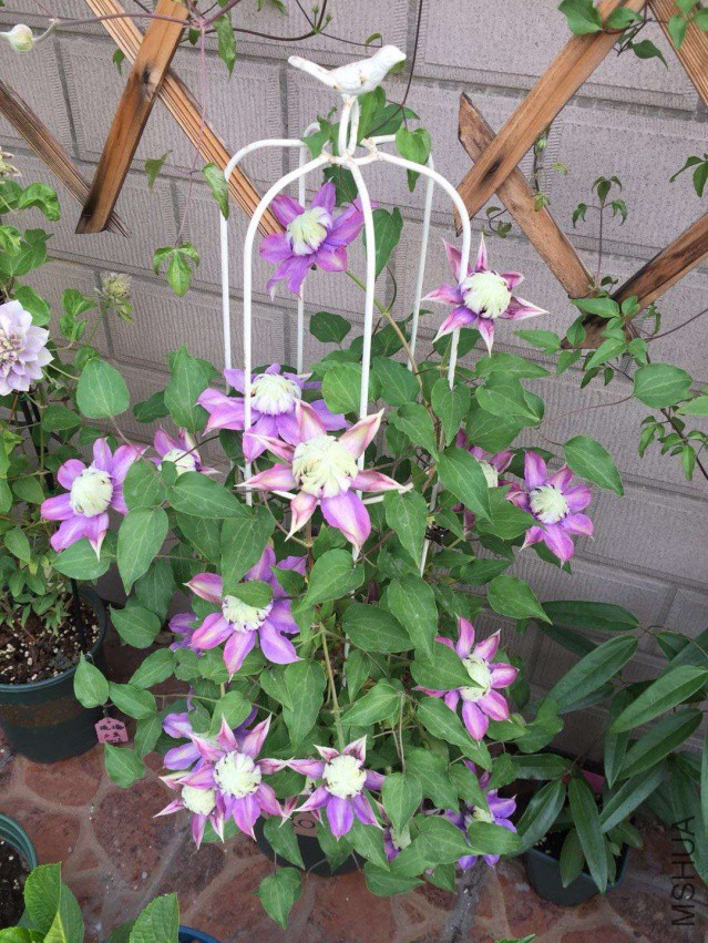 ��ʯ�����꿪���ˣ���ûȫ��չ��������ȥ���չ��ͼ~