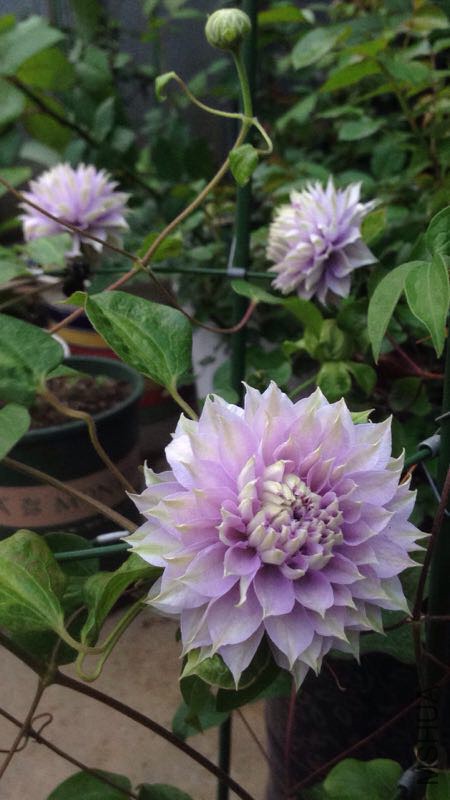 �ֽ𣬺�����~��Ƿ���~