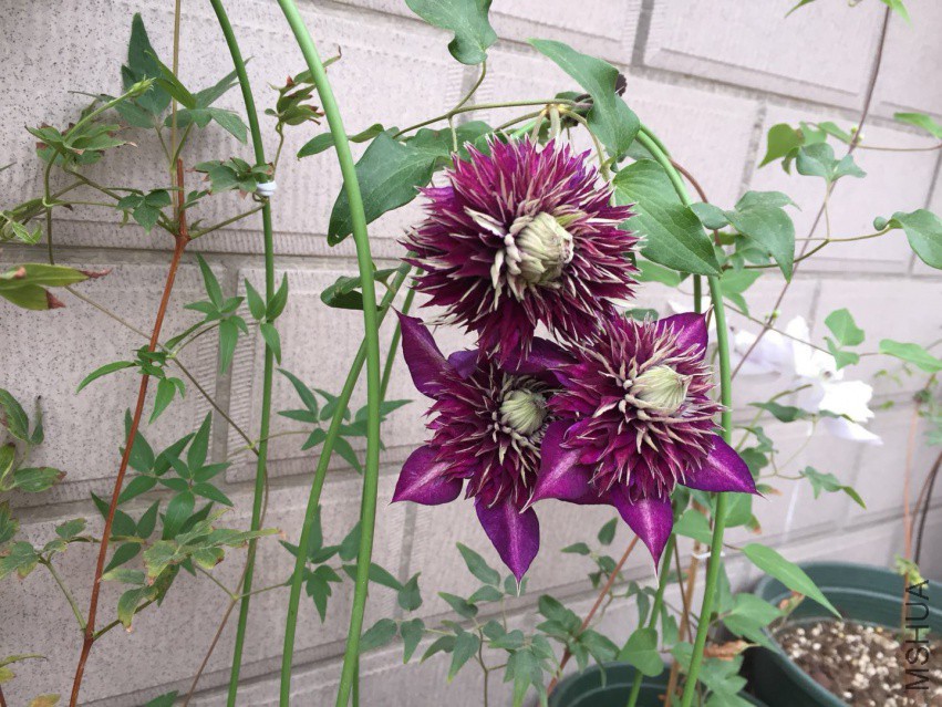 �����裬���ر����ɫ~