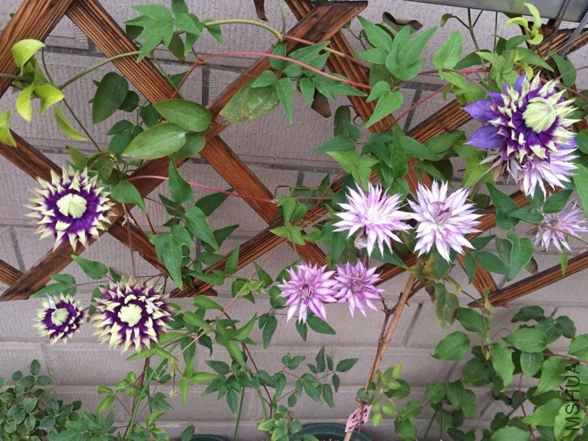 ��Ӻ͹���С��~