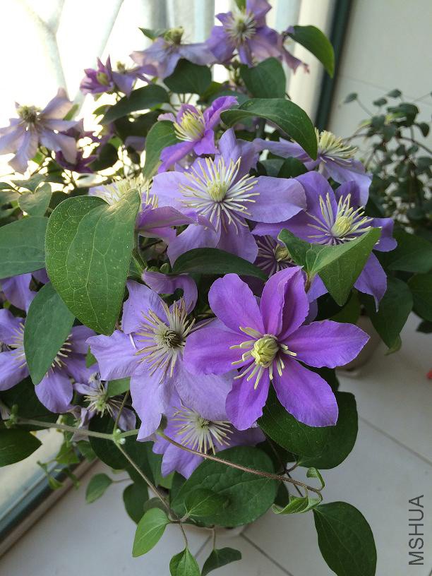 ��˹�� 2016.5.16.JPG