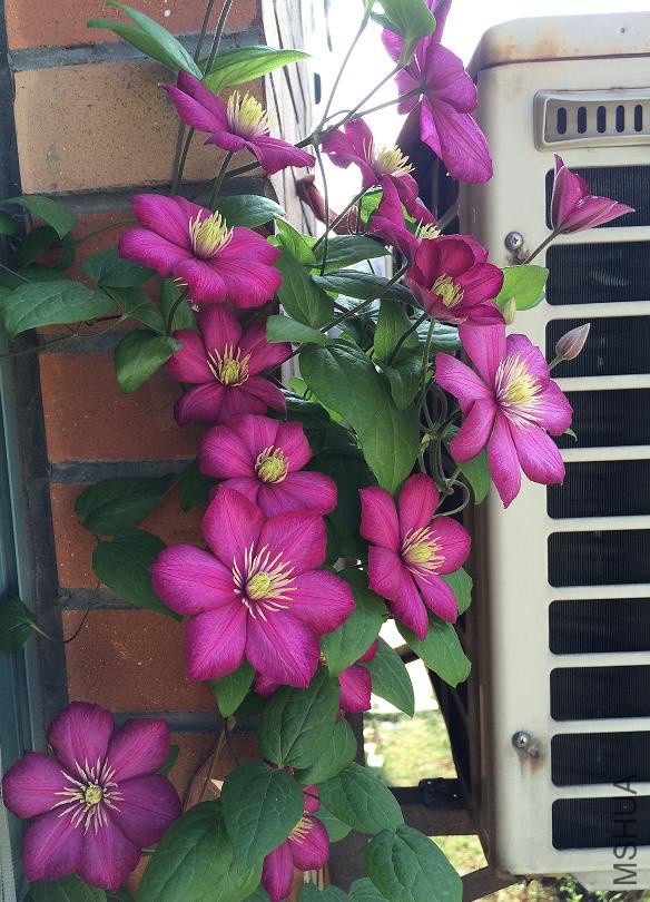 �ﰺ 2016.5.19a.JPG