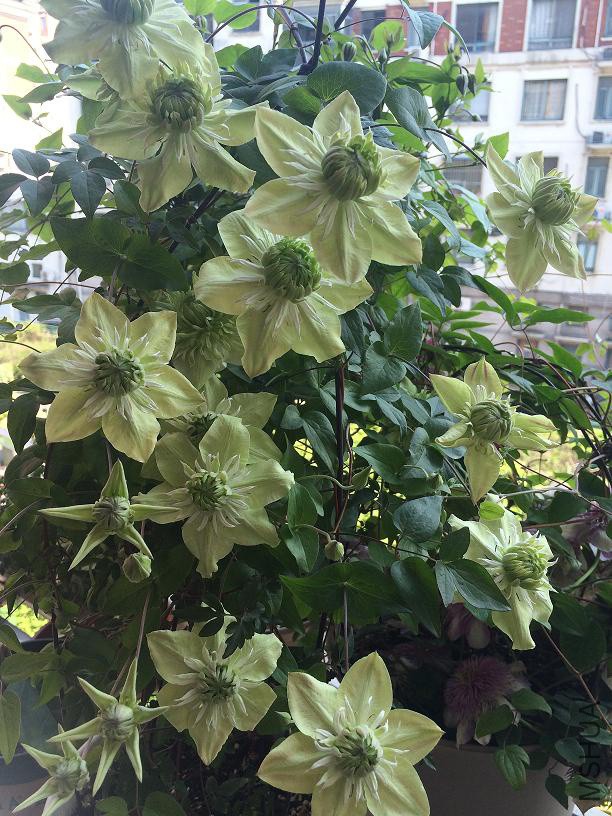 С�� 2017.4.29.JPG