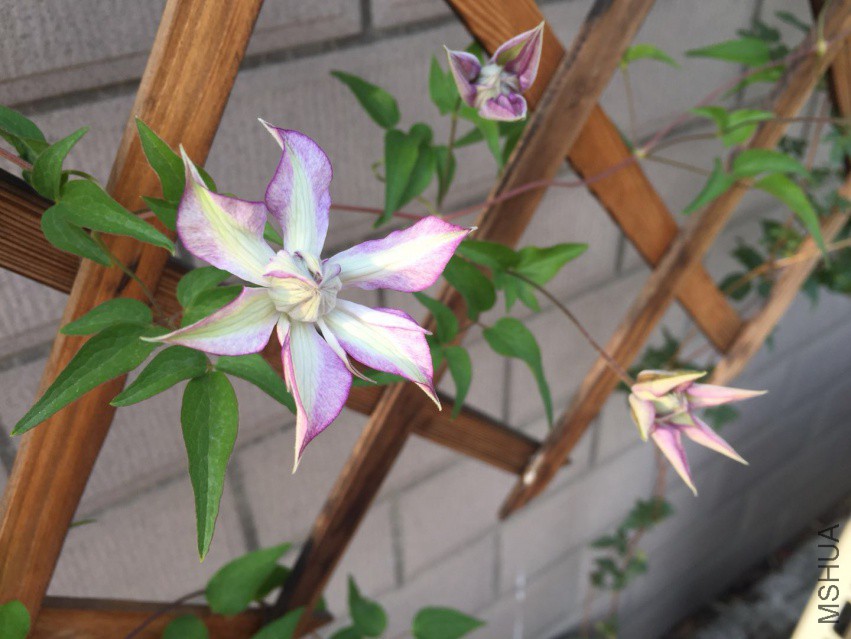 ����δ��ʱ~