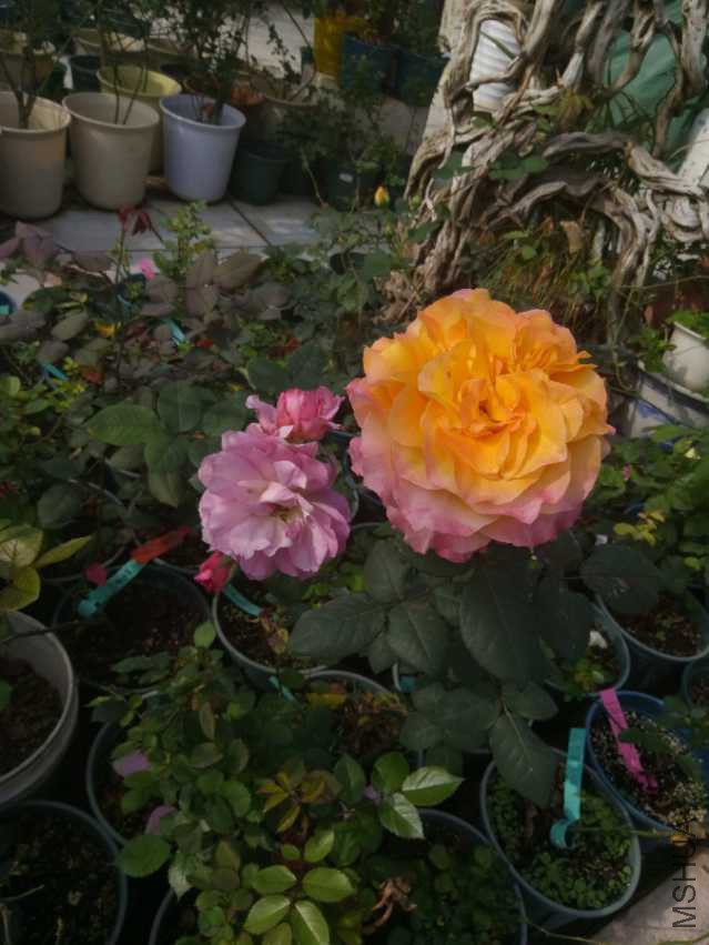 IMG_20180303_094057.jpg
