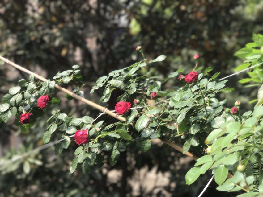΢��ͼƬ_201804121158429.jpg