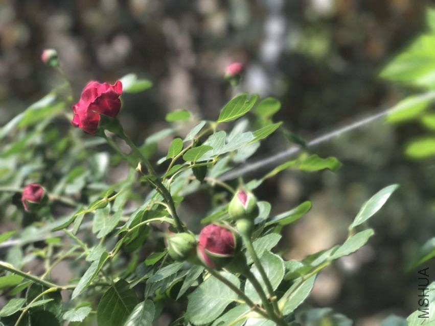 ΢��ͼƬ_201804121158424.jpg