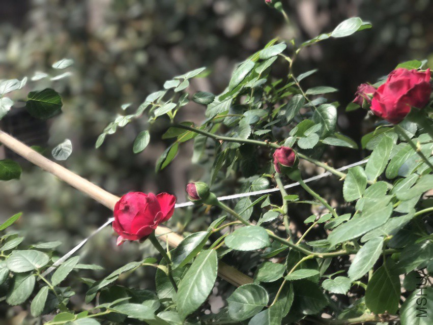 ΢��ͼƬ_201804121158423.jpg