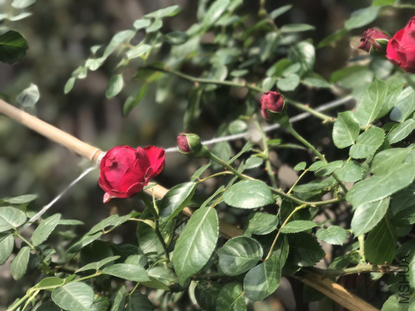 ΢��ͼƬ_201804121158421.jpg