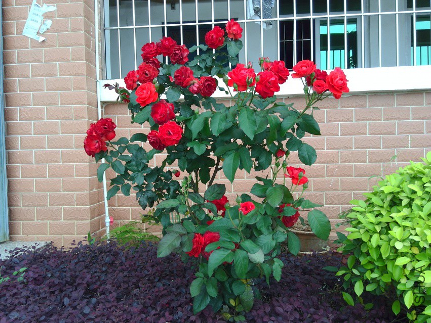 ��֪����ɫ�¼���������1��������