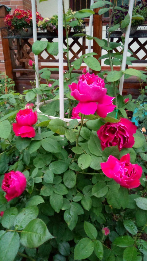 IMG_20180412_183037.jpg