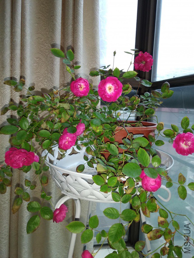 IMG_20180412_181206.jpg