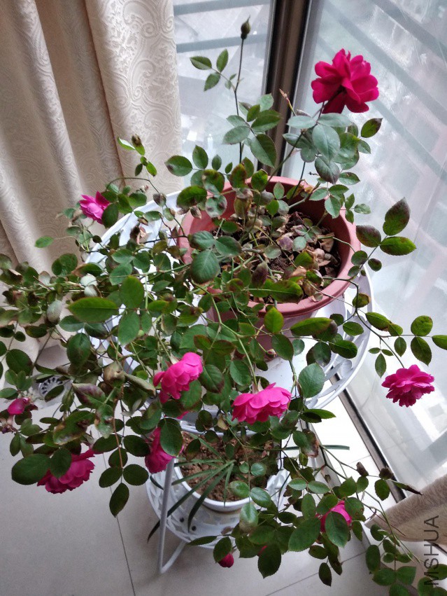 IMG_20180412_181254.jpg