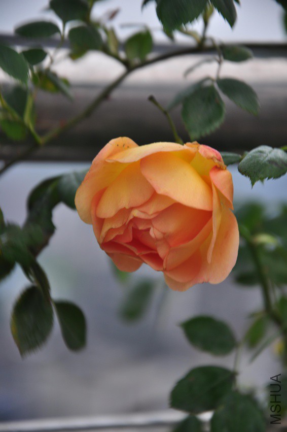 DSC_0537.jpg