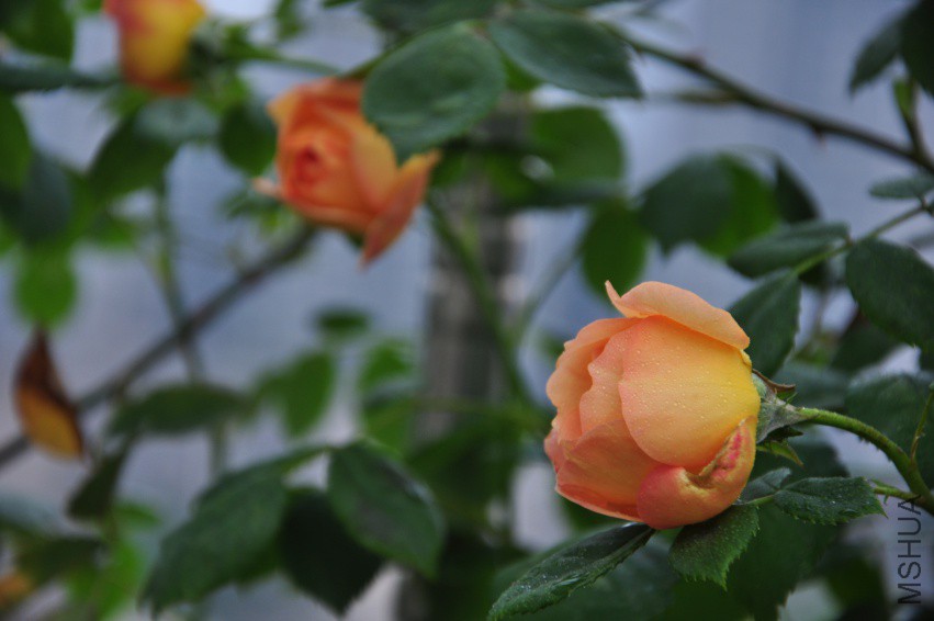 DSC_0542.JPG