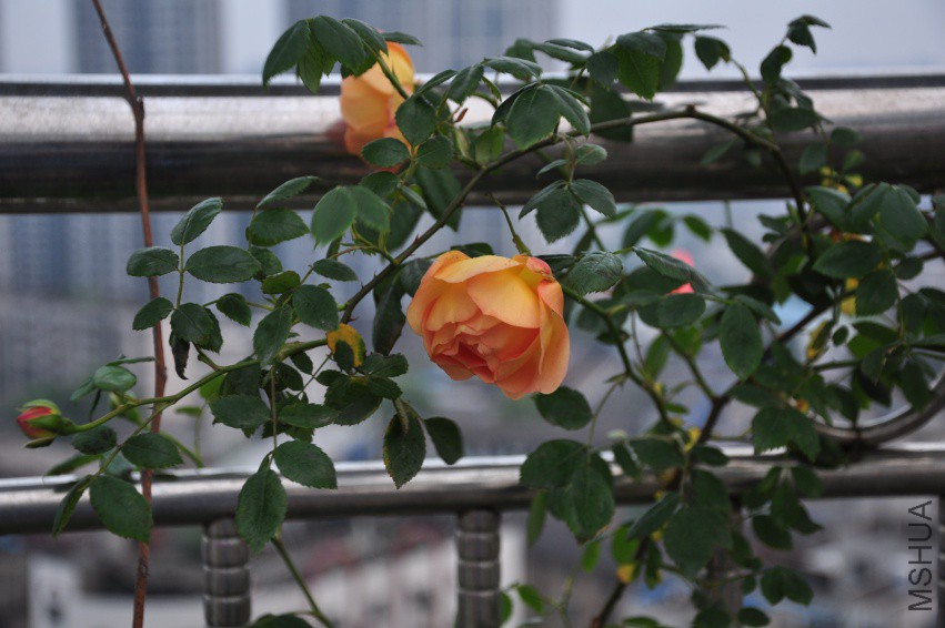 DSC_0547.JPG