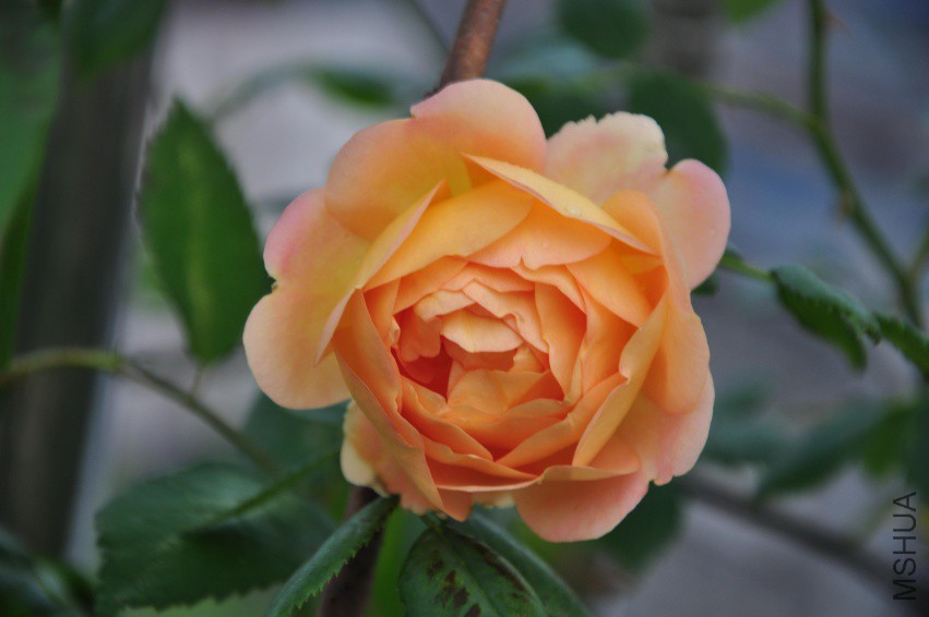 DSC_0549.jpg