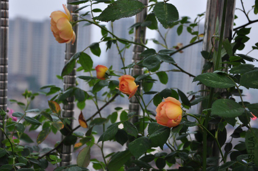DSC_0555.JPG