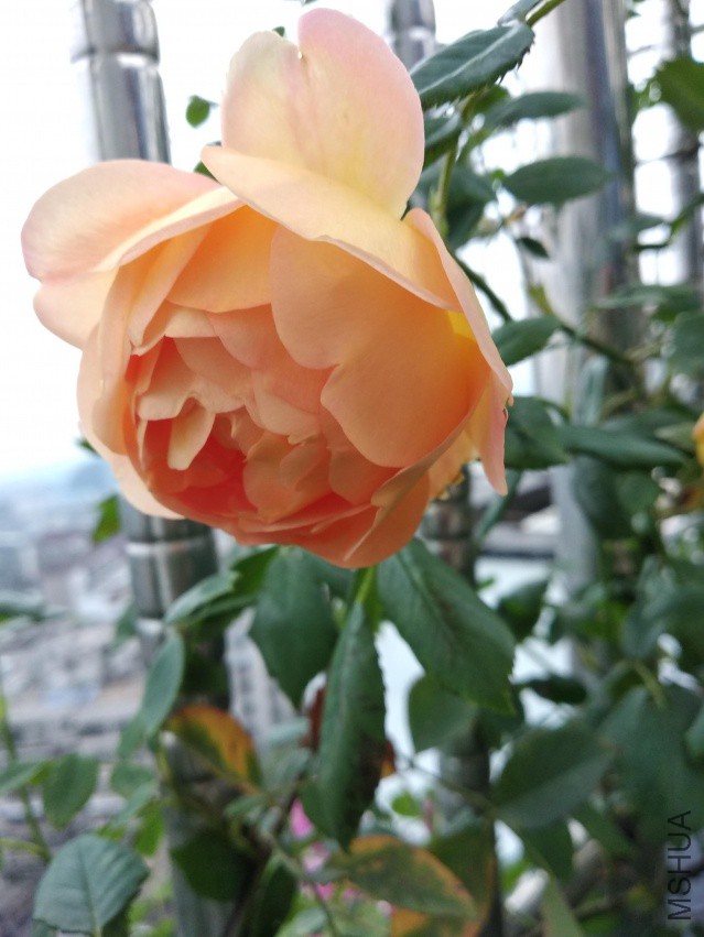 IMG_20180412_181603.jpg