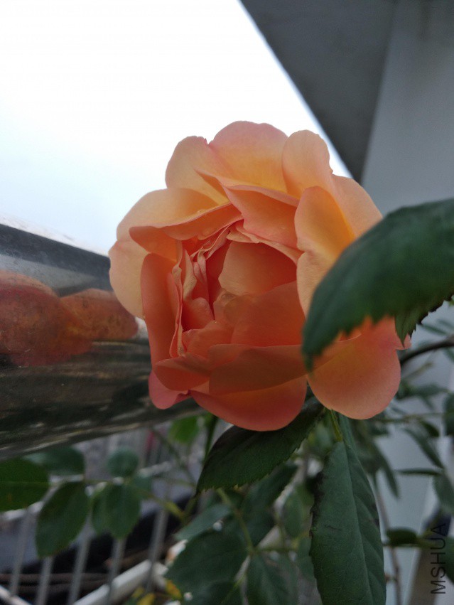 IMG_20180412_181628.jpg