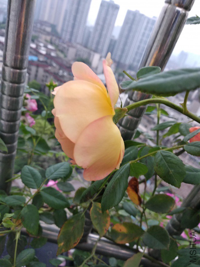 IMG_20180412_181530.jpg