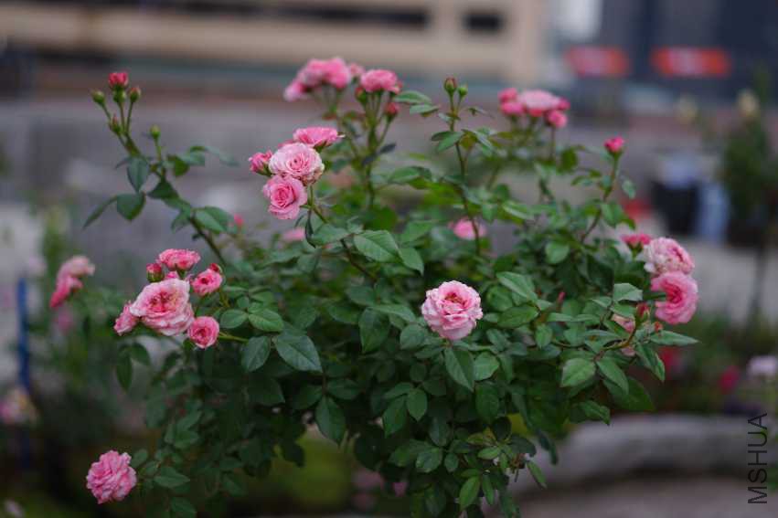 A863D8E7-E419-410E-B99A-B579F8D74C10.jpeg