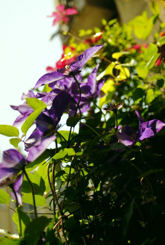 2017��ͳ ������.jpg