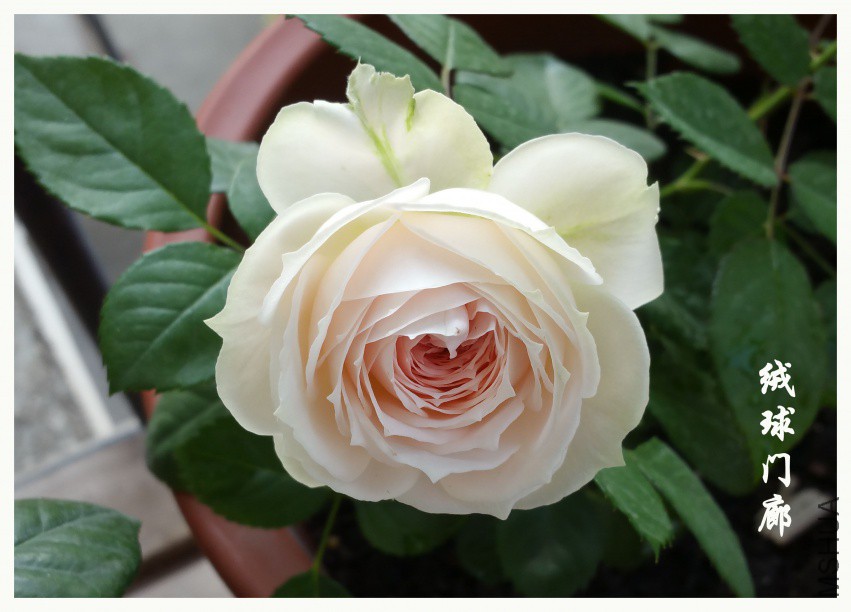 20180413_090248.jpg