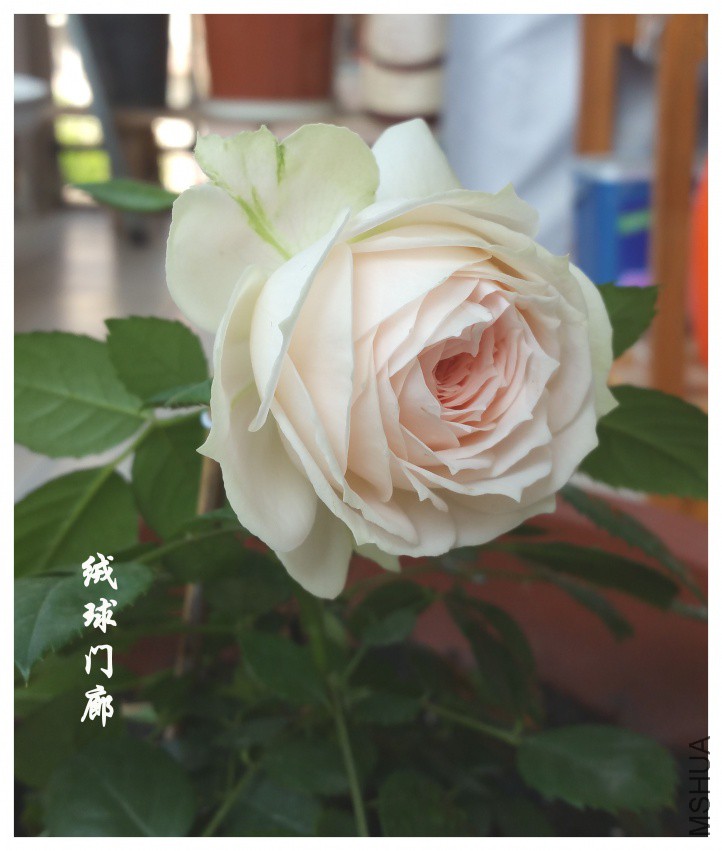 20180413_090652.jpg