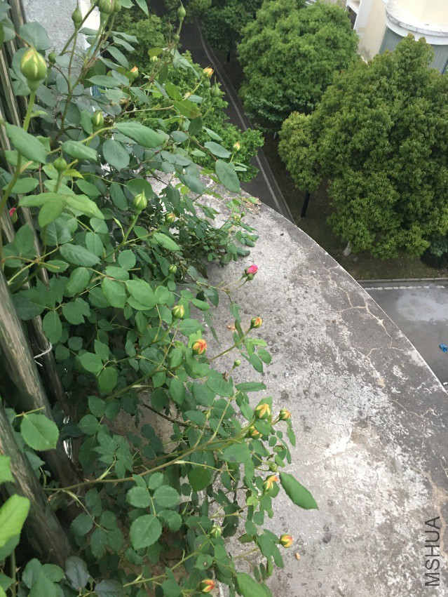 IMG_5037.JPG