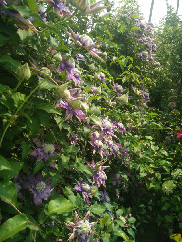 IMG_20180413_094903.jpg