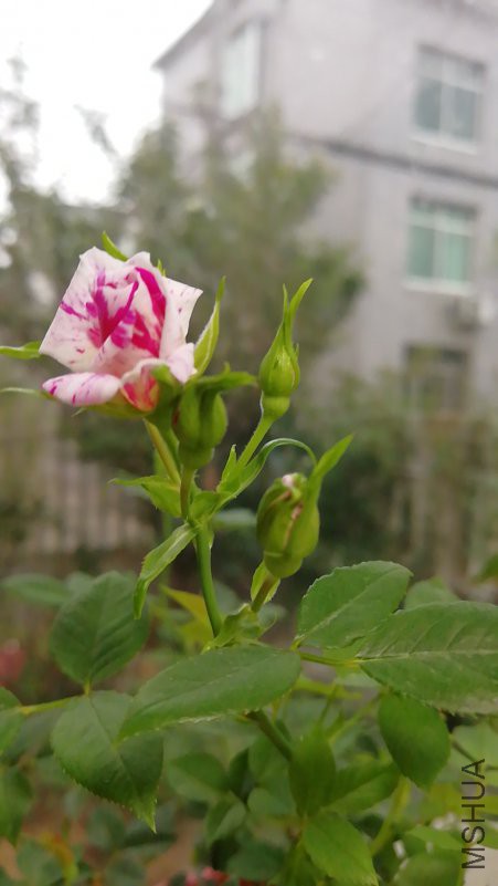 wx_camera_1523699119366.jpg