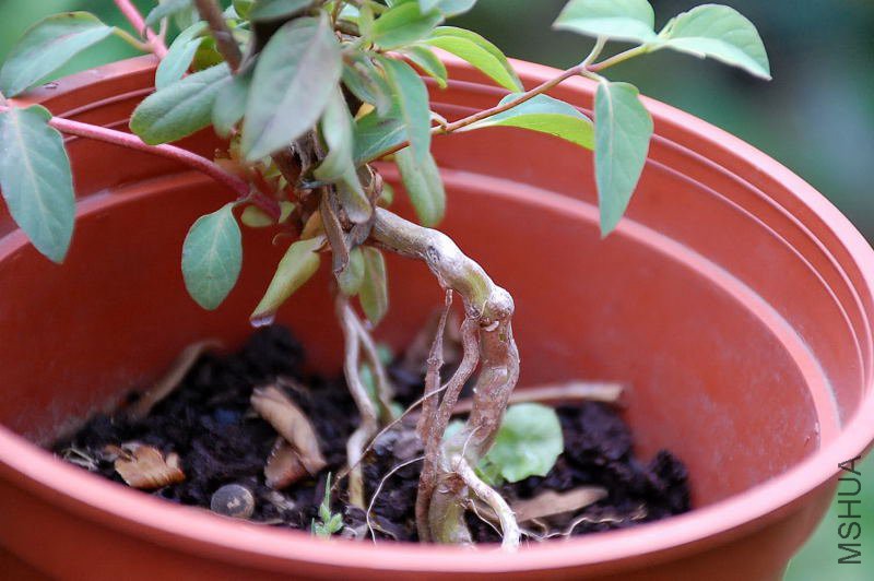 DSC_50920409.JPG
