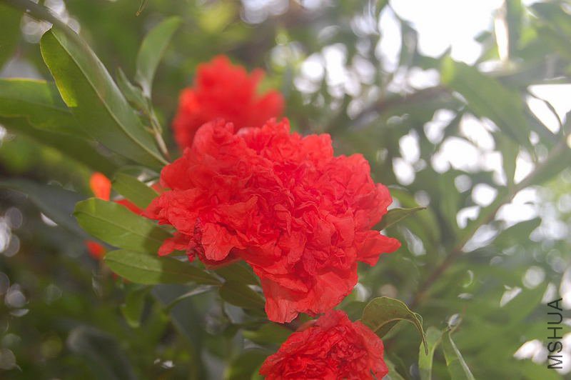 DSC_01060106.JPG