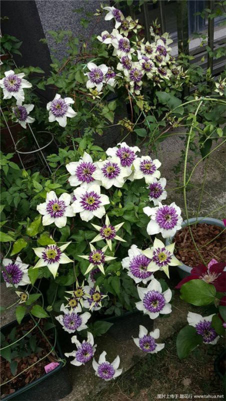 195329hivus66237a27cho (1).jpg