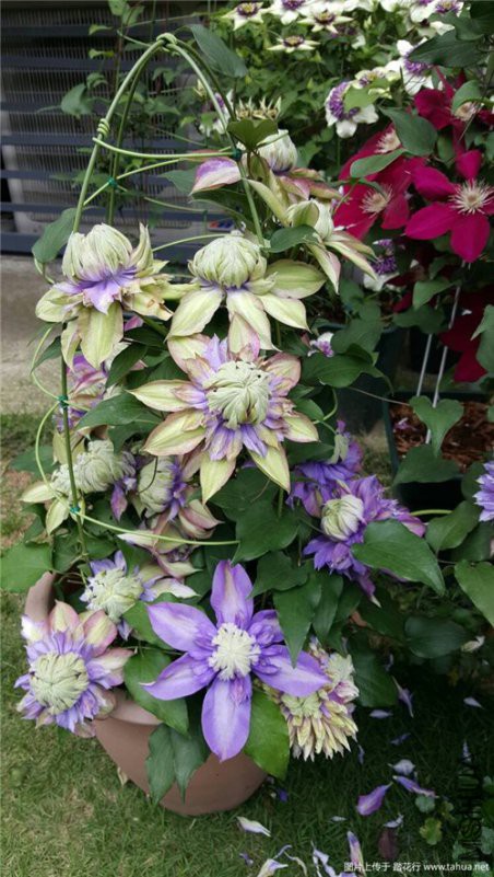 220558kdylv4irmibsbqii (1).jpg