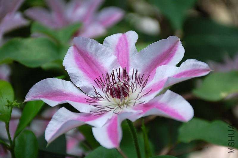 DSC_60330011.JPG