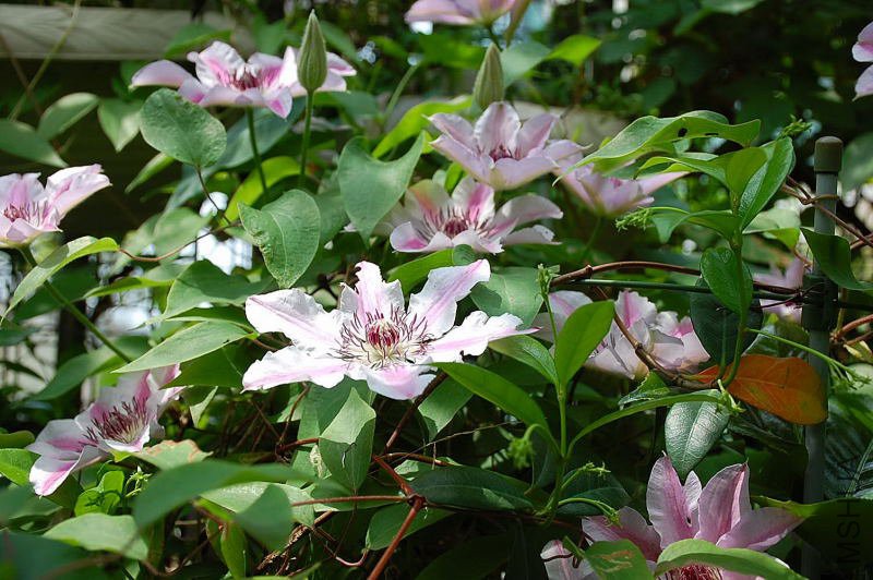 DSC_60310009.JPG
