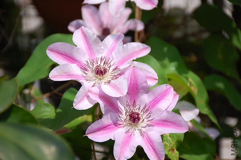 DSC_61280106.JPG