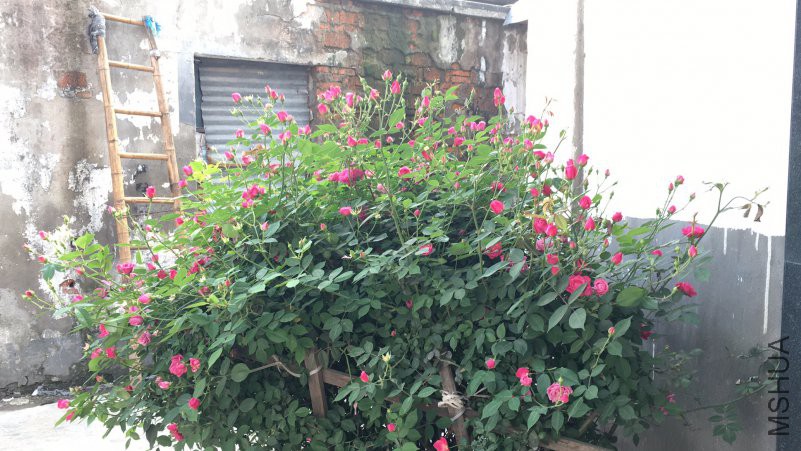 B39B5780-462F-4AE9-BF35-F875707518DD.jpeg