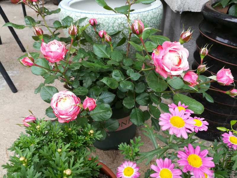 IMG_20180413_070940.jpg