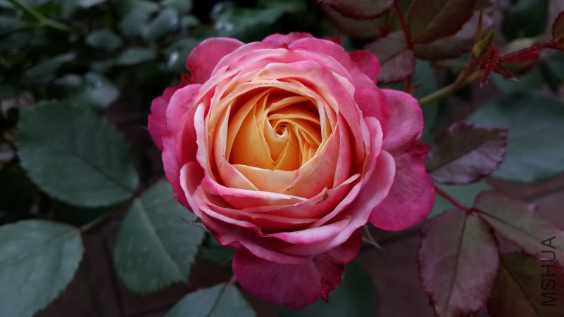 �����ȿ�